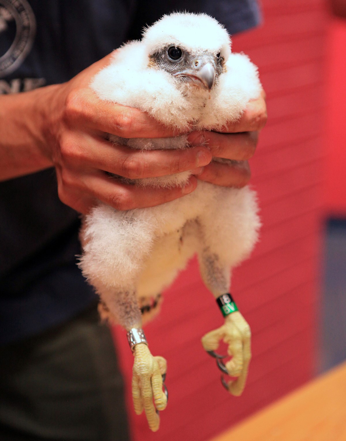 A falcon chick born in the nest box atop UMass Lowell's Fox Hall is held by Massachusetts wildlife officials after getting a leg band.