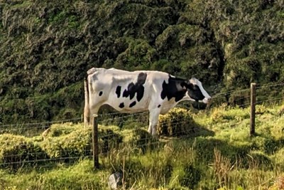 photo of cow in field in Azores