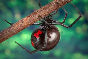 This close-up view of a black widow spider shows the arachnid&rsquo;s characteristic black shiny body and the red &ldquo;hourglass&rdquo; marking on its abdomen.