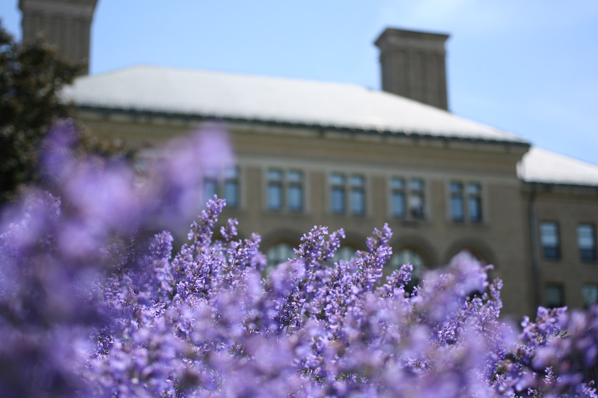 Closeup of purple flowers with Coburn Hall, snow on the roof, in the background