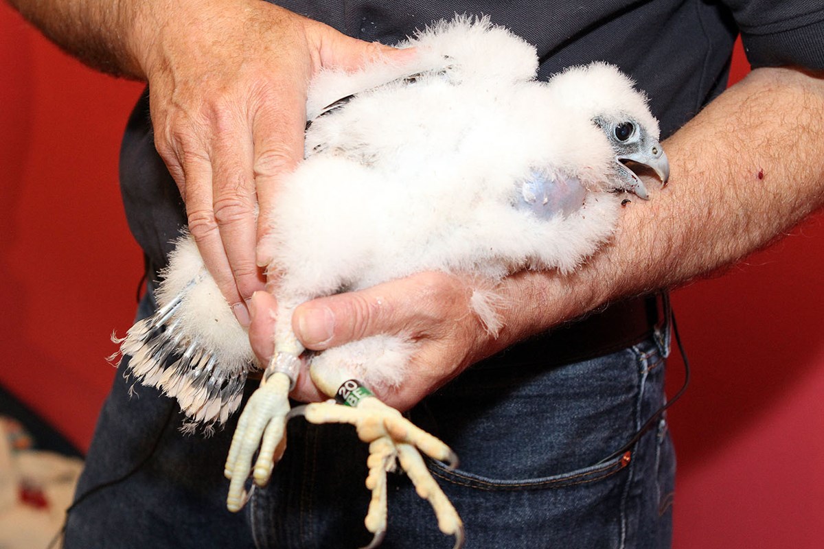 A white fluffy peregrine falcon chick being held with a band on its leg.