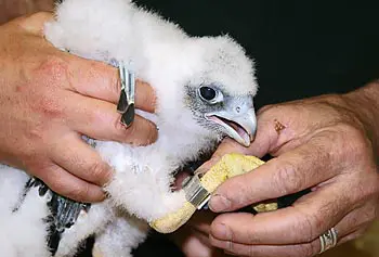 Thomas French of the Massachusetts Division of Fisheries & Wildlife puts identification tags on the legs of one of the falcon chicks as fellow DFW staff member Anne Gagnon holds the chick.