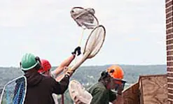 The team from the Massachusetts Division of Fisheries & Wildlife had to wear protective head gear and use long-handled nets to ward off the attacking parent falcons.