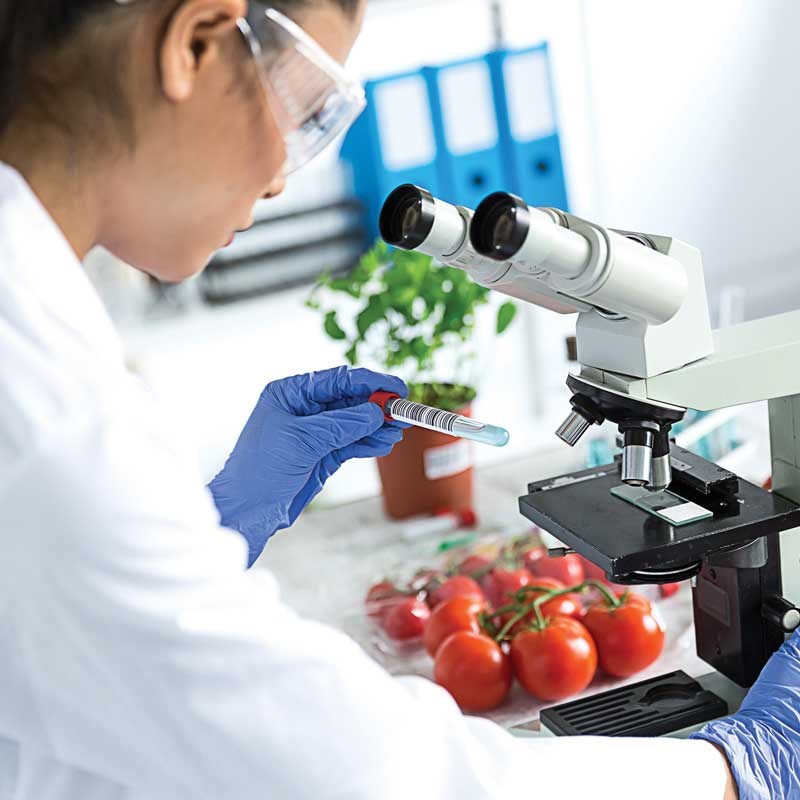 Scientist seated at microscope and holding test tube with tomatoes nearby