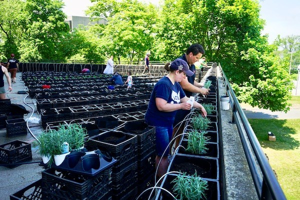 UML and Mill City Grows staff and volunteers plant the rooftop garden at O'Leary