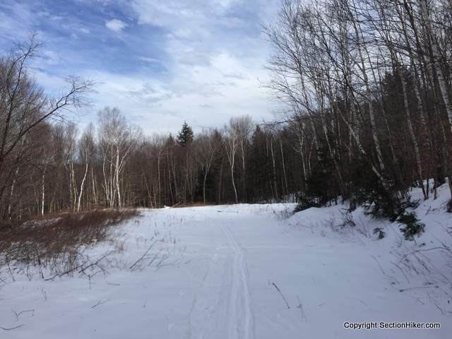 Ski trail with tracks in wooded forest.