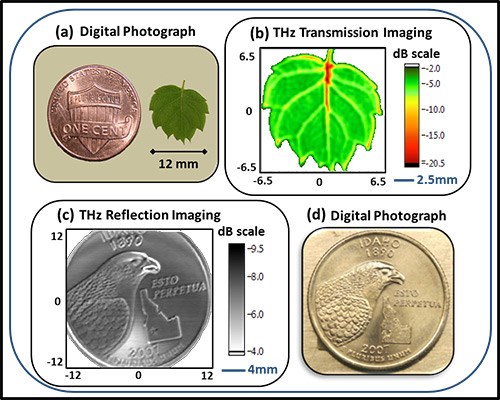 Examples of waveguide-enabled high-resolution terahertz images: (a) shows an optical photograph of a tiny leaf (with a penny for scale) while (b) shows its corresponding high-resolution terahertz transmission image. In the bottom row, the optical photograph of a quarter (d) is shown alongside its terahertz-reflectance image (c).