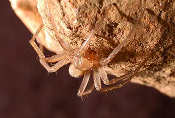 The rare Braken Bat Cave meshweaver spider. Image courtesy of Zara Environmental.