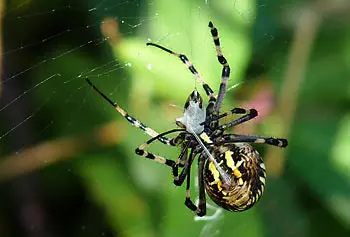 Spiders have undergone 400 million years of evolutionary history to perfect the biochemistry of their silk, which is an incredibly strong and versatile biomaterial. Here a spider spins its silk to wrap its prey.