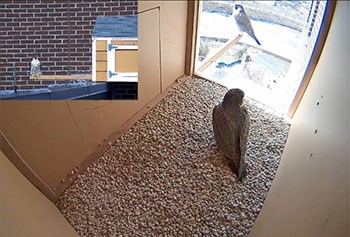 Falcons in roof box/Joson Images