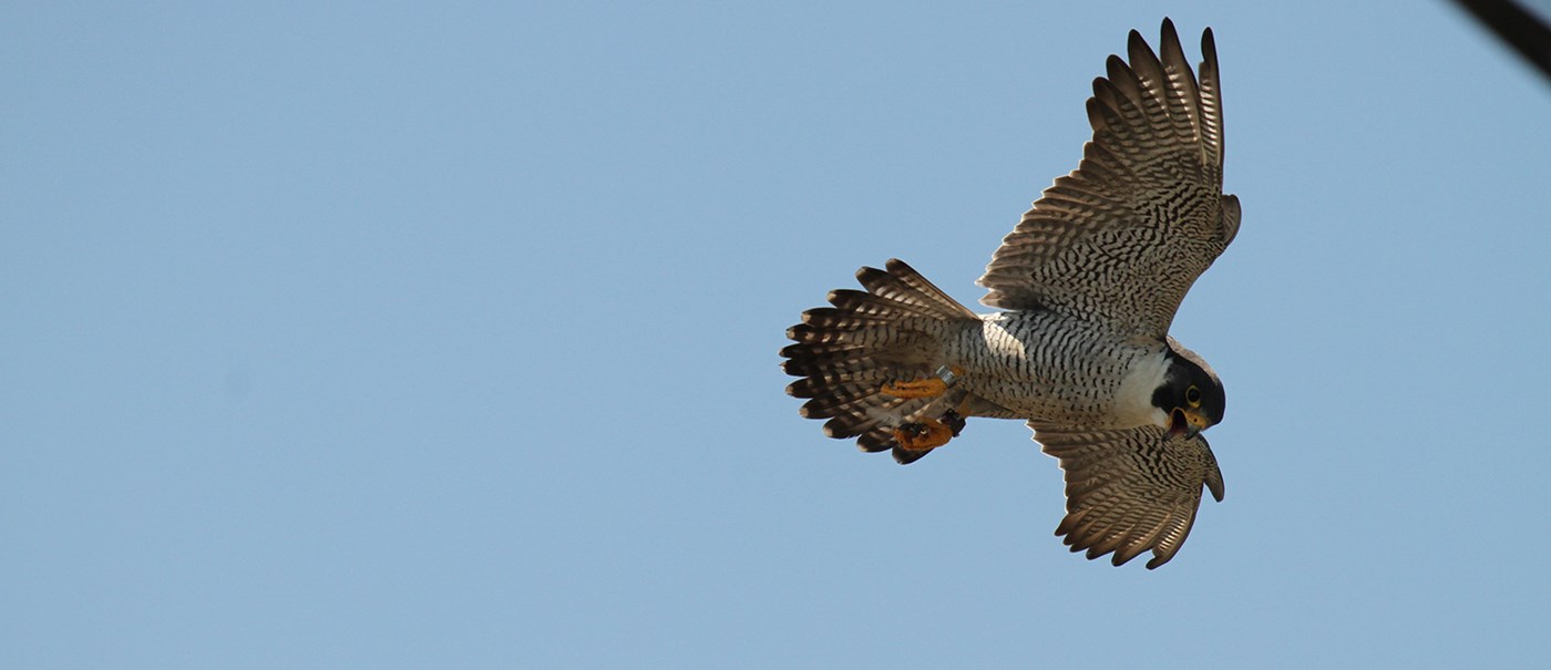 A brown falcon soaring through the clear blue sky with it's beak open. 