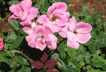 A rose garden outside Weed Hall is beautifying the landscape along Solomont Way.
