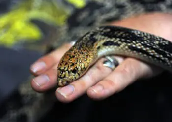 Scientists have long struggled to understand how snakes, which lack external ears, sense sounds. Now, a new study shows that sound waves cause vibrations in a snake&rsquo;s skull that are then &ldquo;heard&rdquo; by the inner ear.