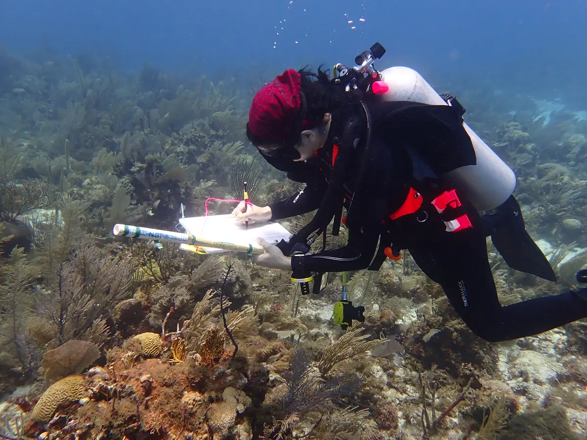 Student diver underwater studying coral reefs. 