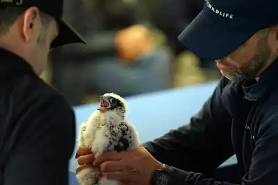 Mass Wildlife biologists assess a peregrine falcon chick at UMass Lowell