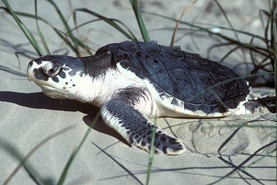 Sea turtle on the beach