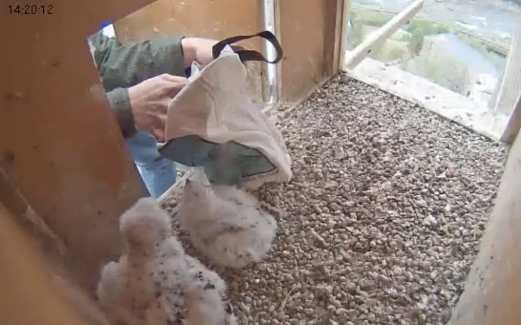 Screen grab of falcon chicks being returned to the next after being banded in 2015.