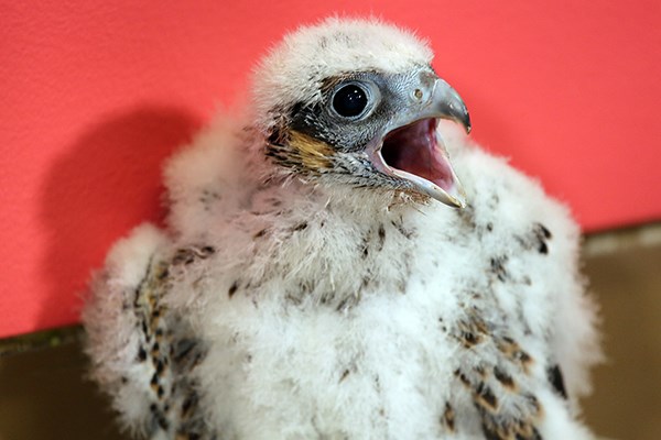 Falcon chick from 2015