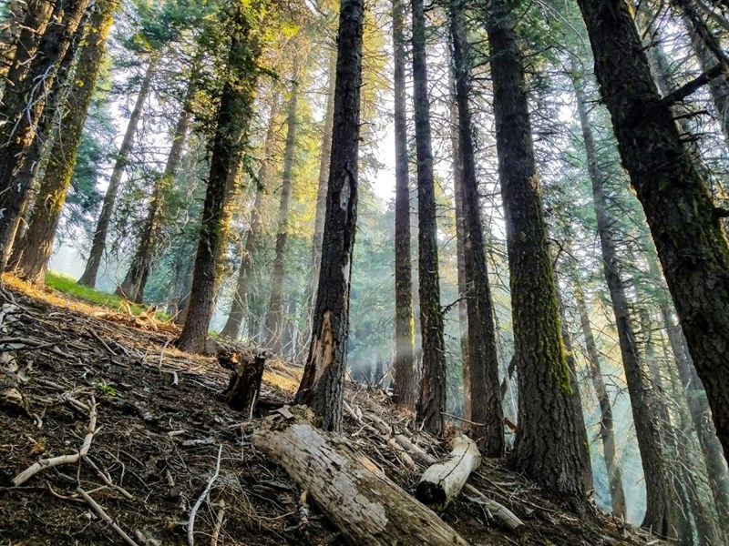 A magical forest with tall trees on the Pacific Crest Trail