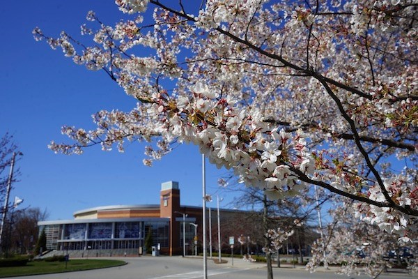 Tree blooms in front of the Tsongas Center