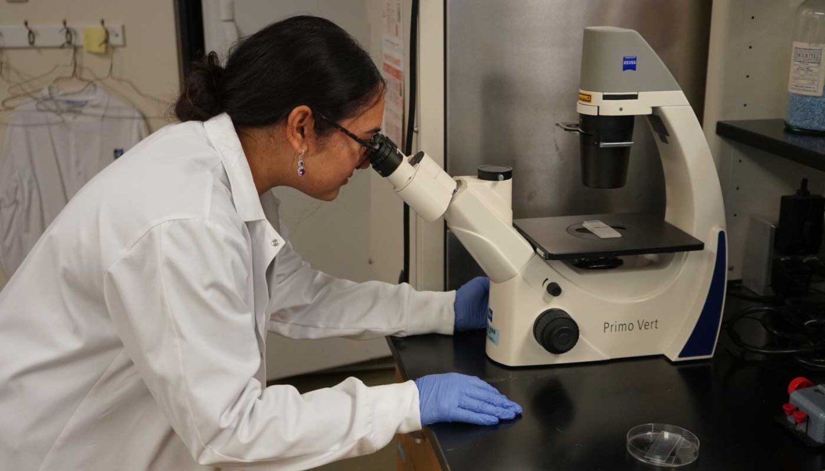 Arya Tetali using a microscope in a UMass Lowell biology lab