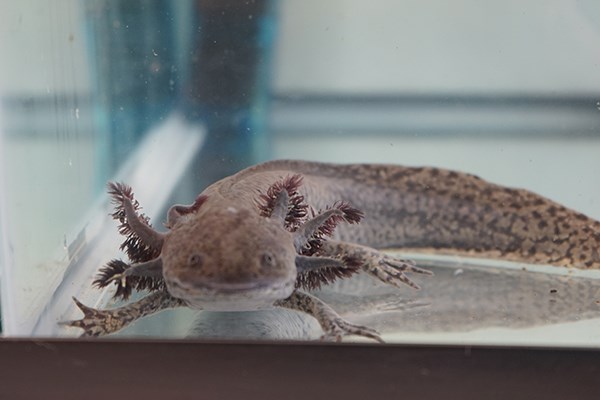 Axolotls have feathery gills and lungs, and fins that resemble feet.