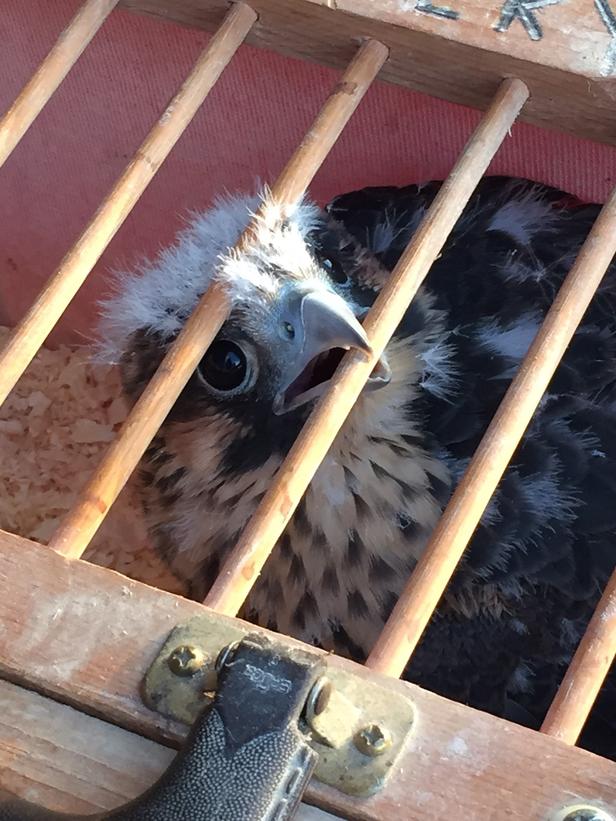 Baby-Falcon-in-cage-June10-2015