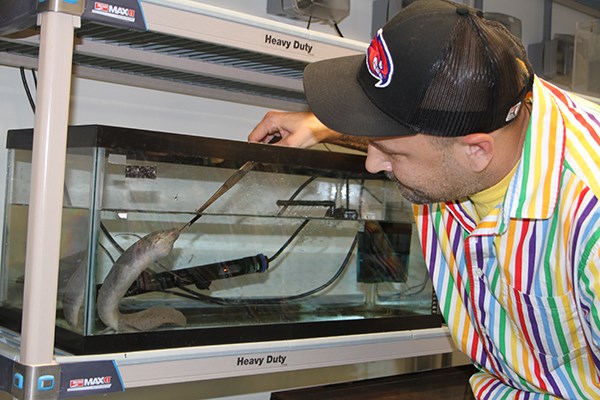 Brian Richard feeds lungfish