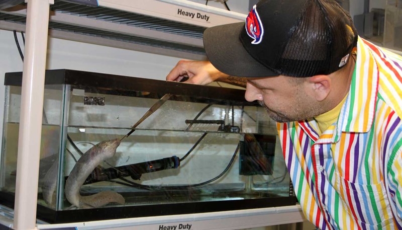 Brian Richard uses a tube to feed a lungfish to observe it chewing.