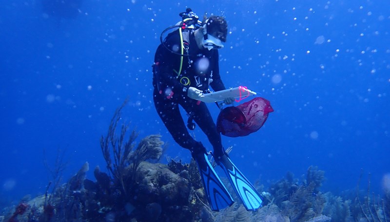 Brooke Sienkiewicz diving in Belize.