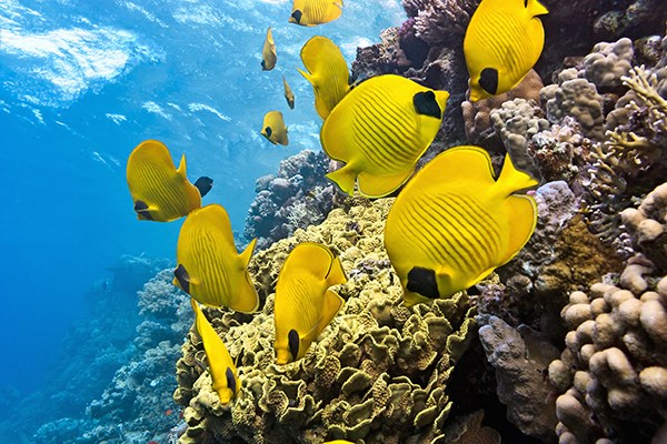 Butterflyfish on a coral reef.