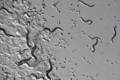 Nematode C. elegans_black and white