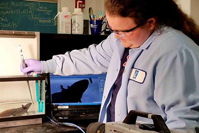 Sophomore biology major Caitlin Panessiti feeds an axolotl in the lab.
