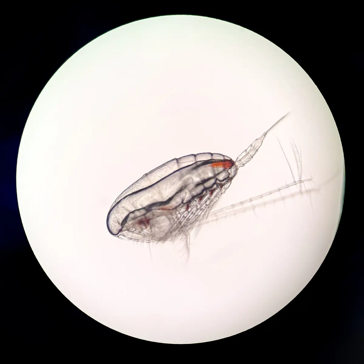 A microscope image of a copepod.