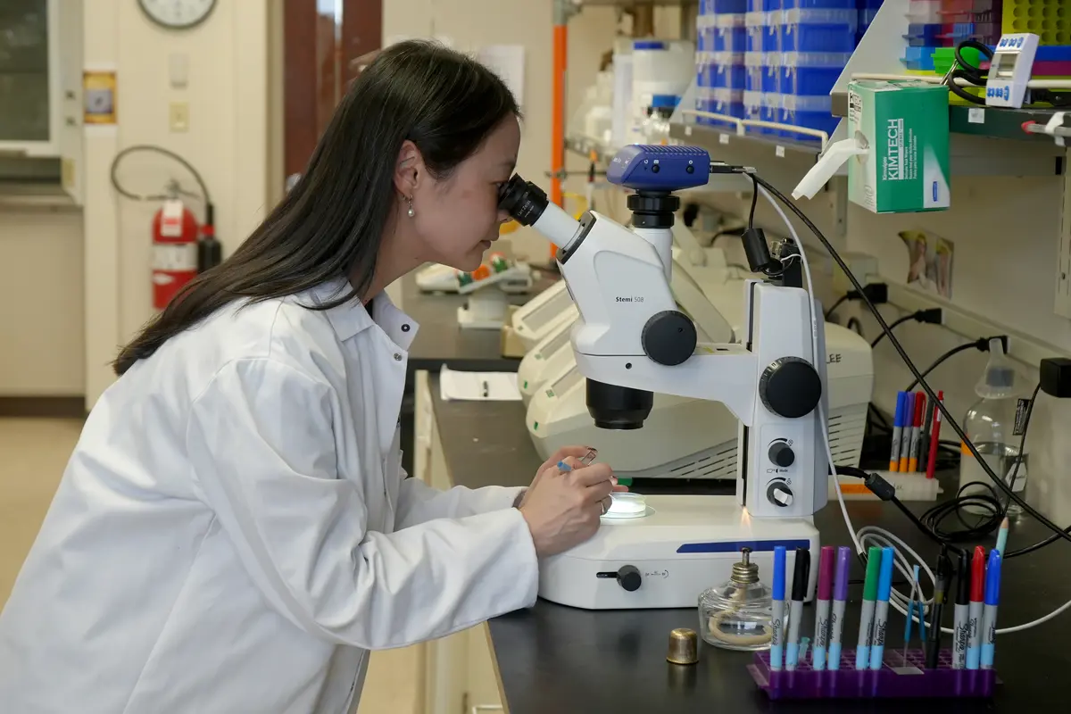 Biological Sciences Assistant Professor Teresa Lee looks into a microscope in a lab