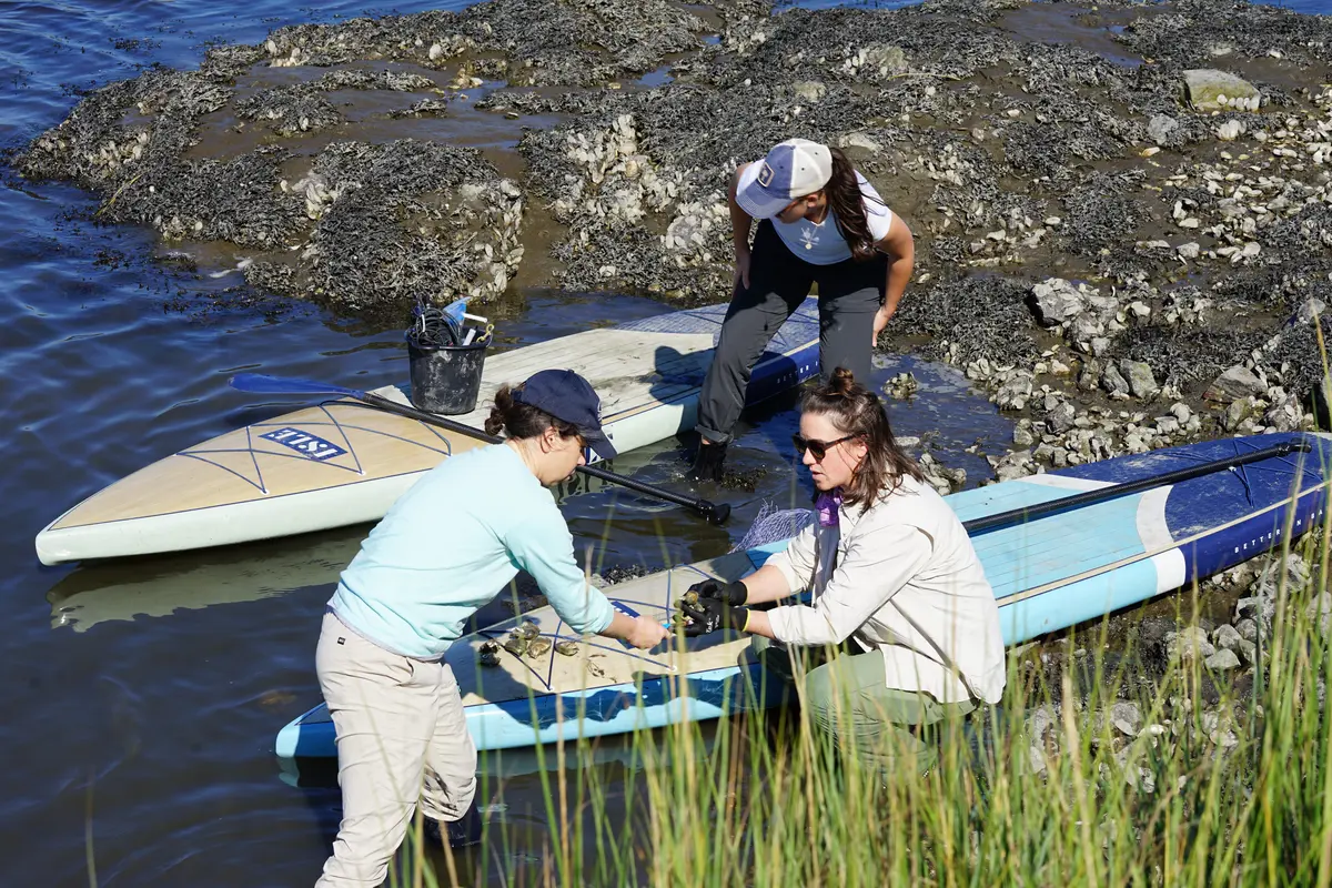 Three women look for oysters on a shoreline along side two paddleboards.