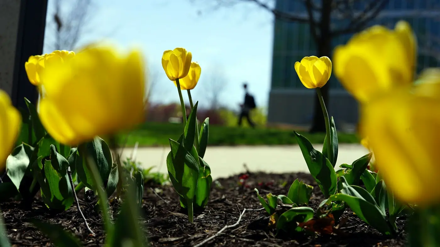 Yellow tulips growing in foreground with blurry person walking in background