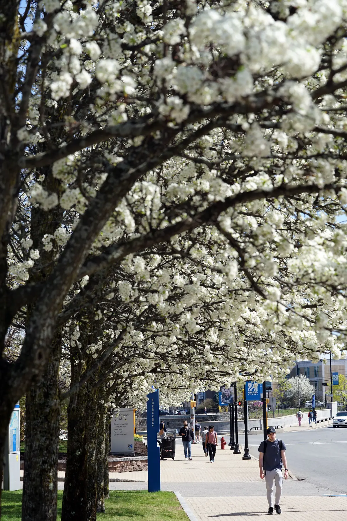 Person walking on sidewalk under umbrella of white flowering tree