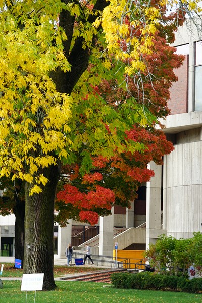 Colorful tree outside O'Leary Library