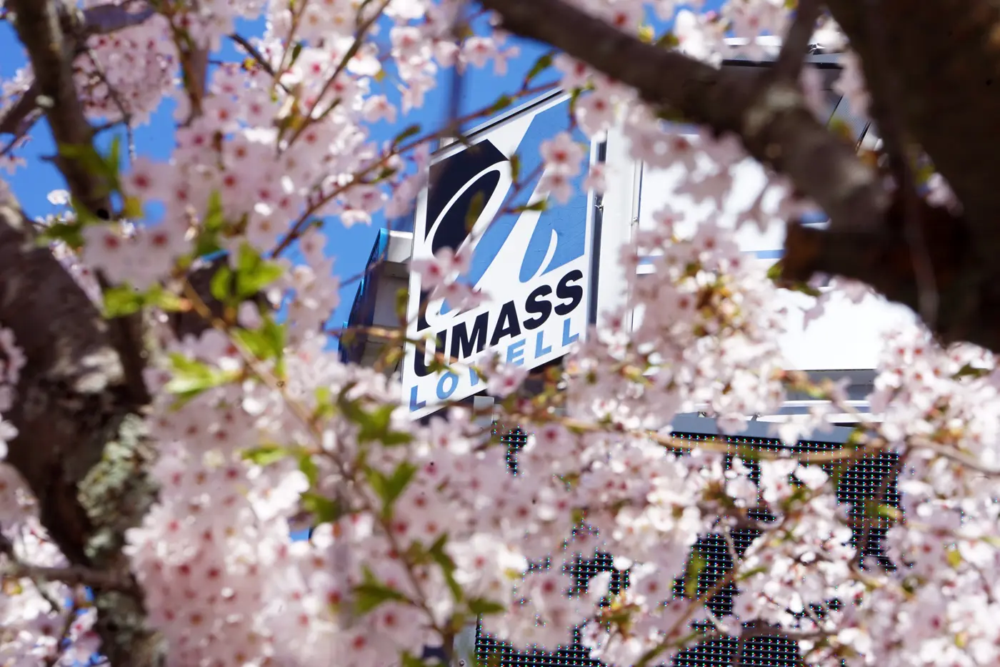 UMass Lowell logo atop building with pink tree flowers in foreground