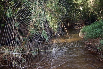 Darwin's bark spider web