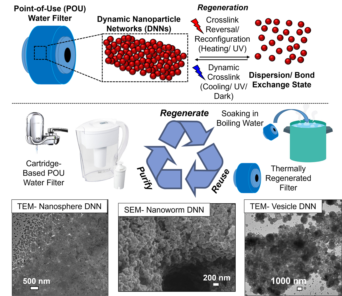 Schematic of point-of-use water filter concept: Dynamic Nanoparticle Networks that undergo reversable crosslinking to trap pollutants can be regenerated for repeated use. Scanning Electron Microscopy images of the nanoparticles in three forms: spheres, worms, and vesicles.