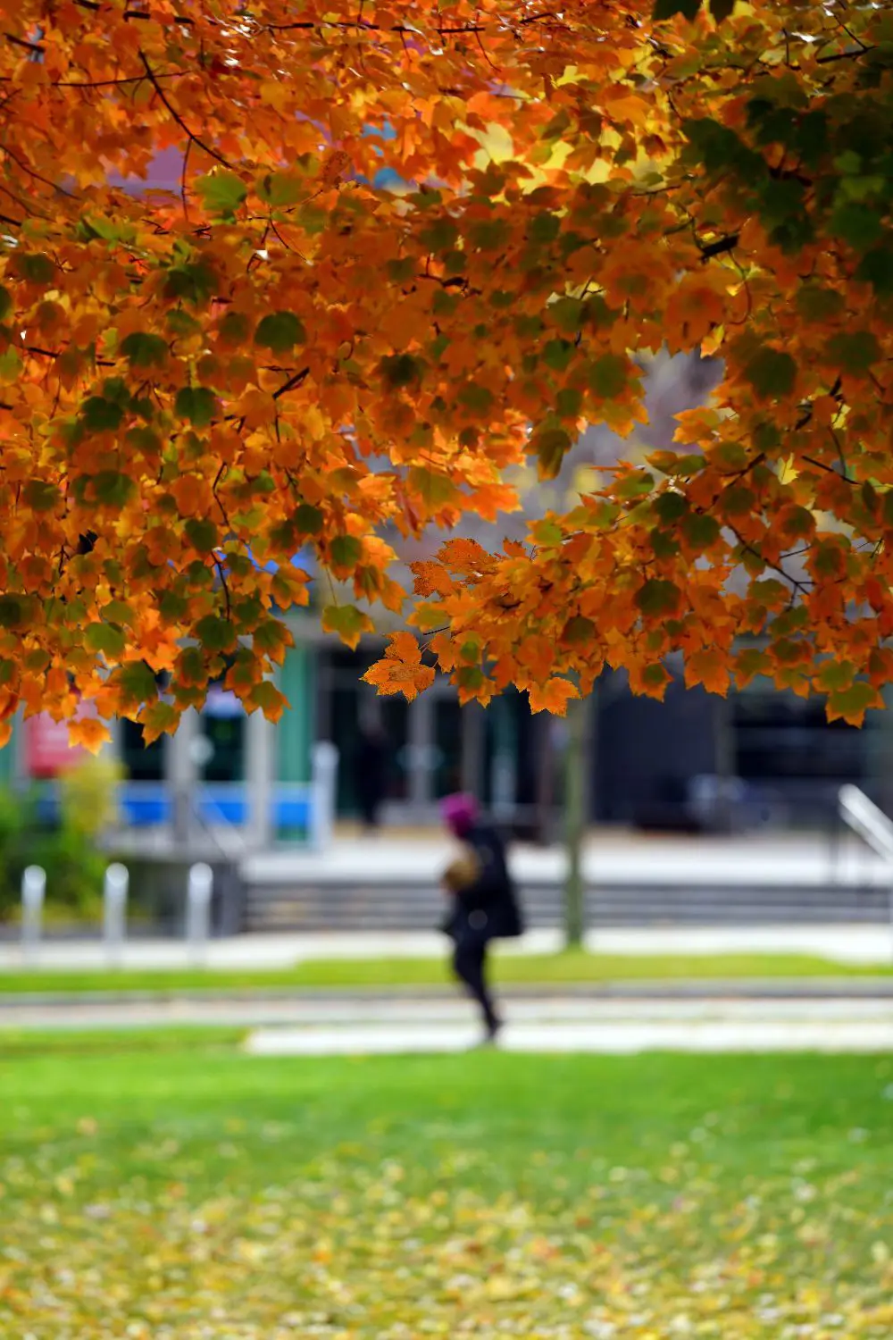 blurry person in background under orange fall leaves on tree