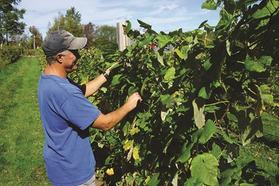 Eric Preusse tends to grapes at his vineyard