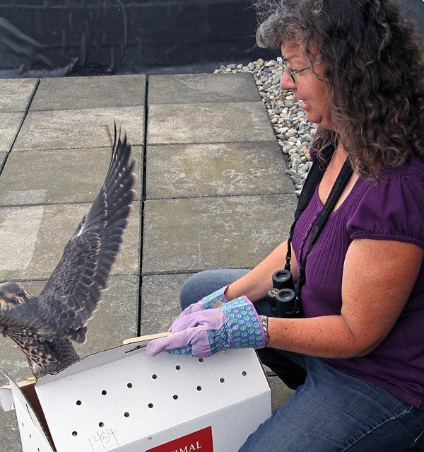 One of the male juvenile falcons, nicknamed “K2,” has been successfully reunited with his family at Fox Hall on July 14, 2015.
