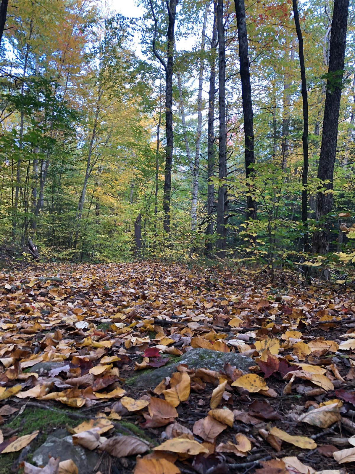 Leaf covered trail in a forest in fall