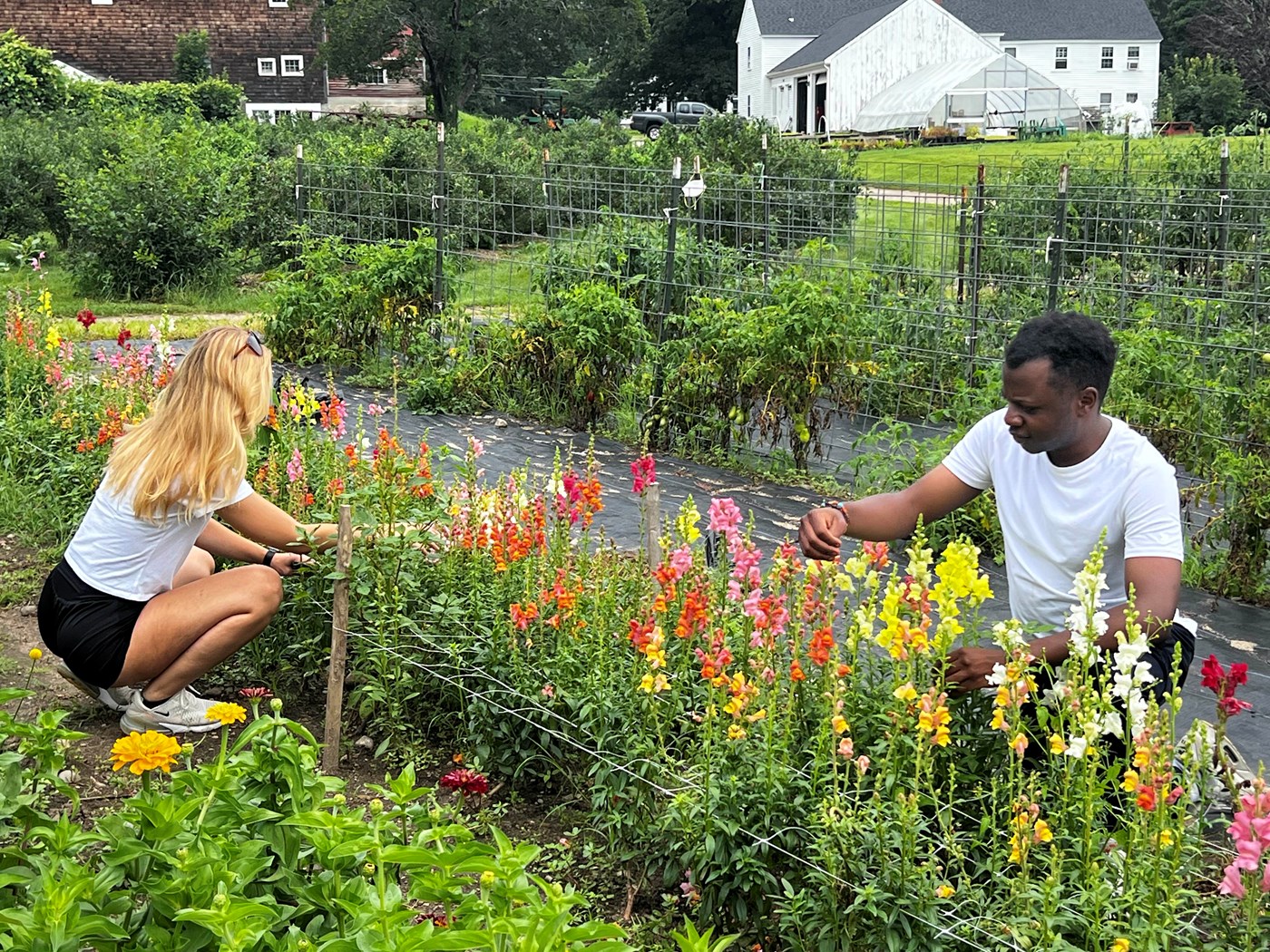 Students, Victoria Wisniewski (left) and Thadeus Joseph (right), look at an assortment of yellow, purple, orange, and white flowers on a farm, with a white structure and greenhouse in the background.