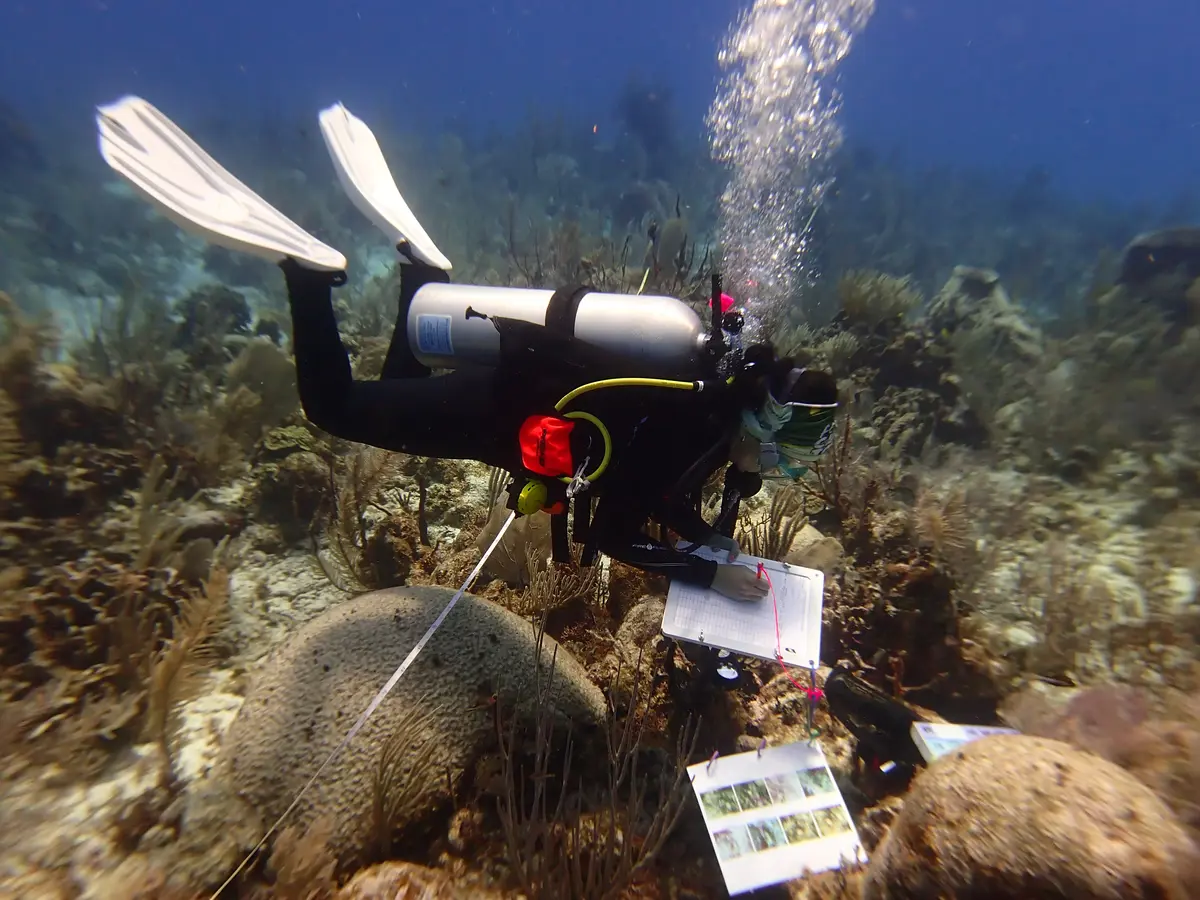 Young woman in wet suit underwater labeling corals