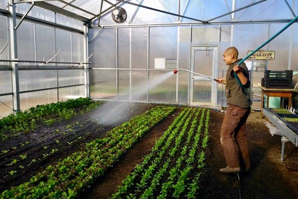 Mill City Grows' Nikki Tolani waters crops inside the greenhouse