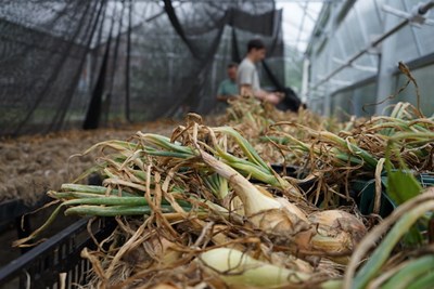 Onions are harvested at the greenhouse